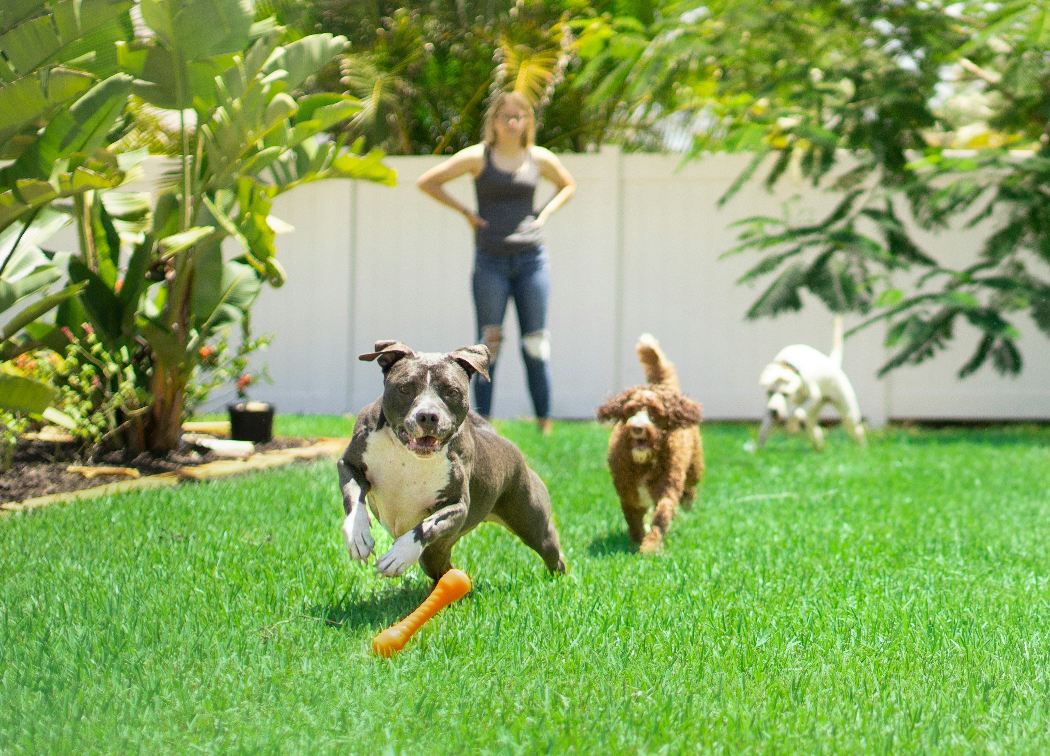 Pet Products